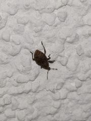 Tropiphorus elevatus