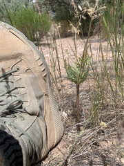 Cymopterus longipes