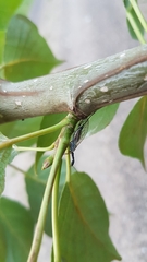 Dichrostigma flavipes