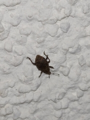 Tropiphorus elevatus