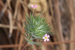 Leptosiphon ciliatus