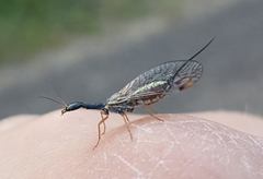 Dichrostigma flavipes