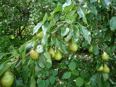 Pyrus communis communis
