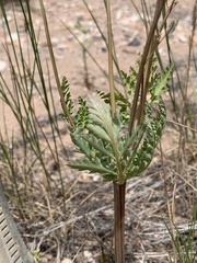Cymopterus longipes