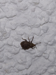 Tropiphorus elevatus