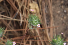 Leptosiphon ciliatus