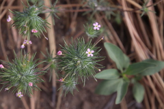 Leptosiphon ciliatus