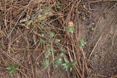 Leptosiphon ciliatus