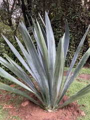Agave tequilana