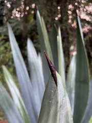 Agave tequilana