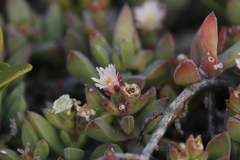 Delosperma guthriei
