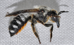 Megachile lefebvrei