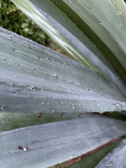 Agave tequilana