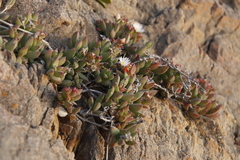 Delosperma guthriei