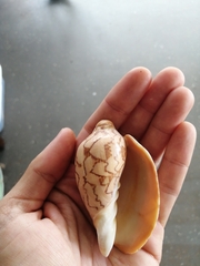 Cymbiola nobilis