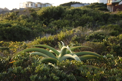 Aloe thraskii