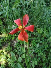 Tulipa sprengeri