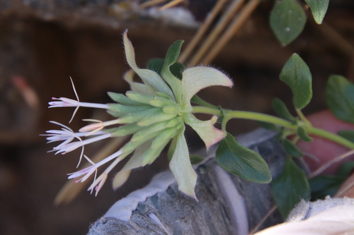 Image of Monardella nana by (c) Millie Basden, some rights reserved (CC BY)