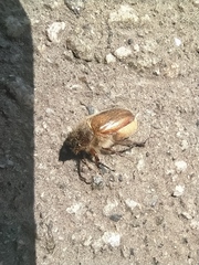 Amphimallon ruficorne