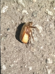 Amphimallon ruficorne