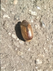 Amphimallon ruficorne