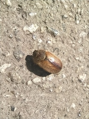 Amphimallon ruficorne