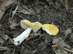 Amanita eliae