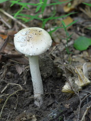 Amanita eliae