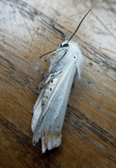 Spilosoma urticae