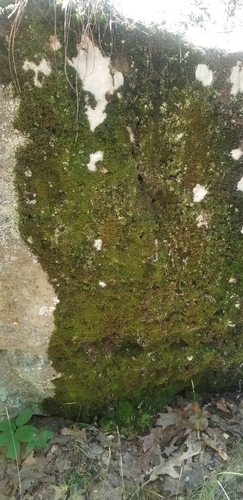 Image of Boulder Broom Moss (Dicranum fulvum) by (c) Micki Colbeck, some rights reserved (CC BY)