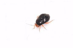 Strongylocoris leucocephalus