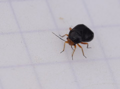 Strongylocoris leucocephalus
