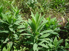 Euphorbia salicifolia