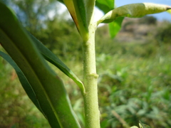 Euphorbia salicifolia