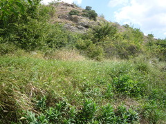 Euphorbia salicifolia