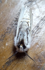 Spilosoma urticae