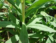 Euphorbia salicifolia