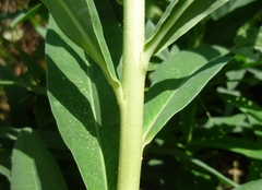 Euphorbia salicifolia