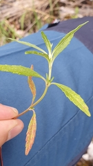 Galeopsis angustifolia