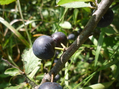 Prunus spinosa dasyphylla