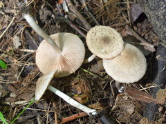 Coprinopsis melanthina