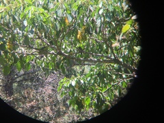 Amazona ventralis