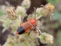 Cordylocera livida