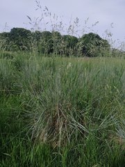 Helictotrichon sempervirens