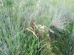 Helictotrichon sempervirens