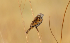 Xenospiza baileyi