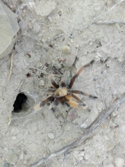 Aphonopelma moderatum