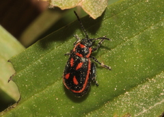 Oedionychis cincta