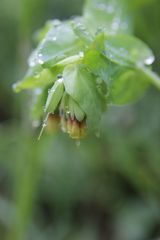 Cerinthe glabra