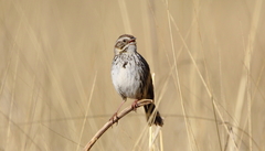Xenospiza baileyi